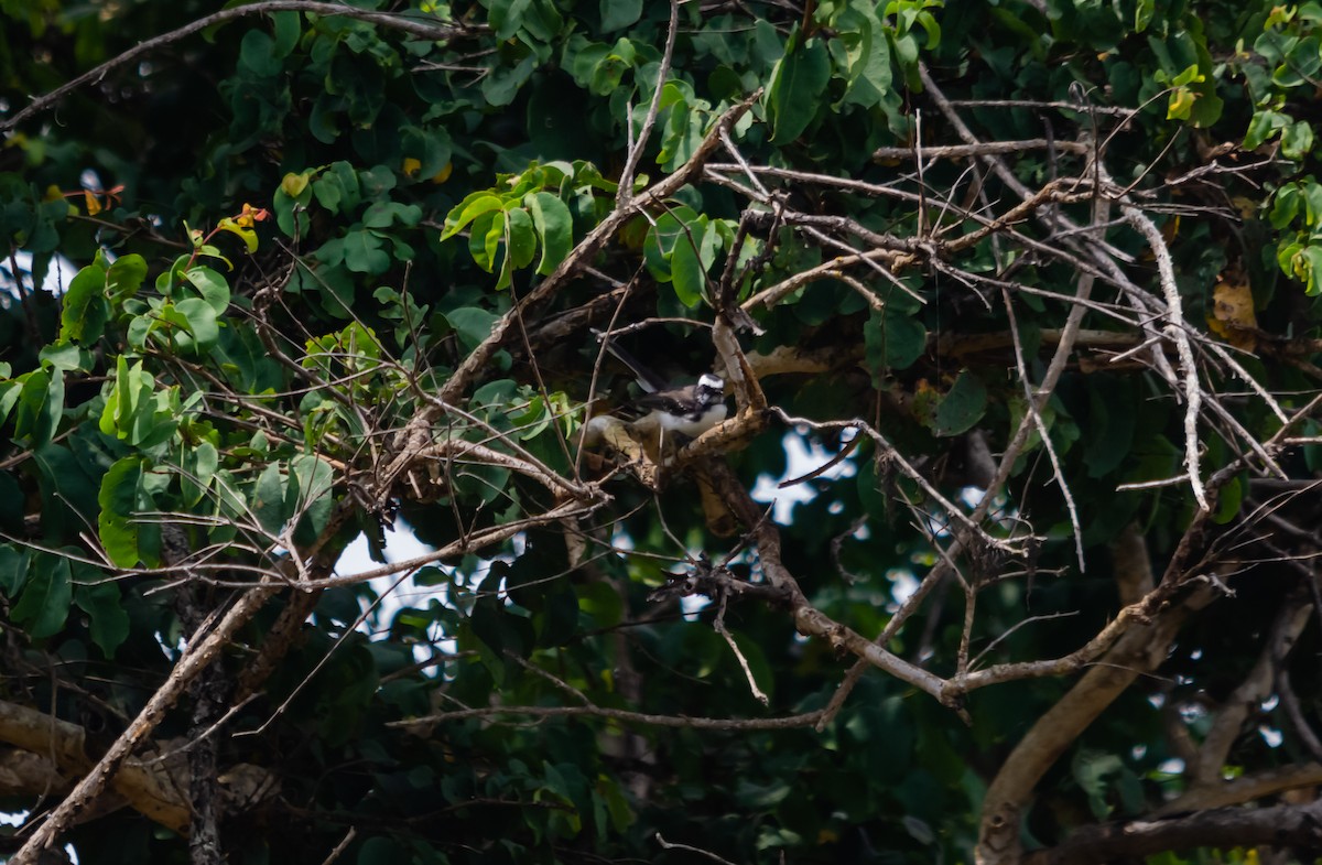 White-browed Fantail - ML616627398