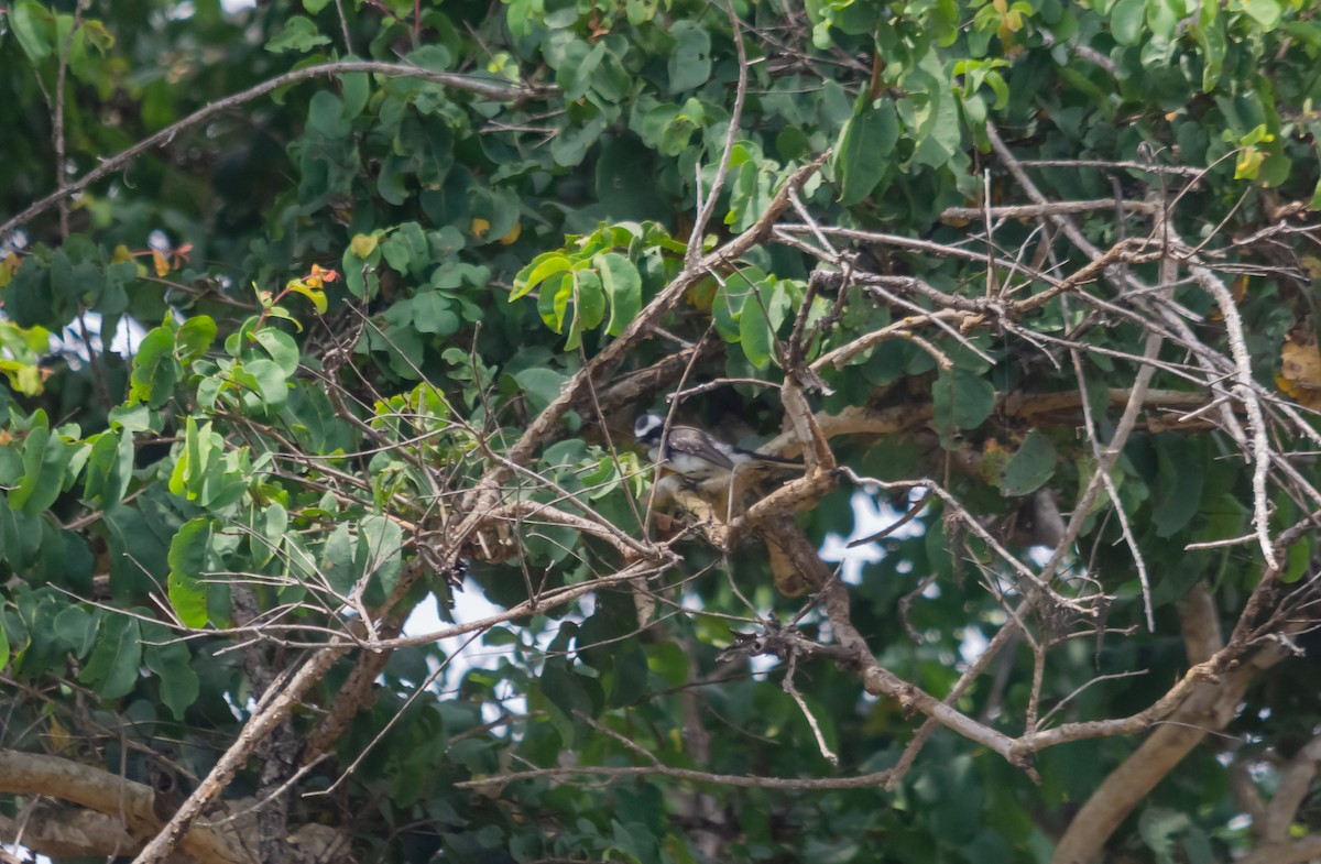 White-browed Fantail - ML616627399