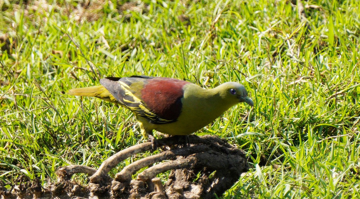 Gray-fronted Green-Pigeon - Gaurav Parekh