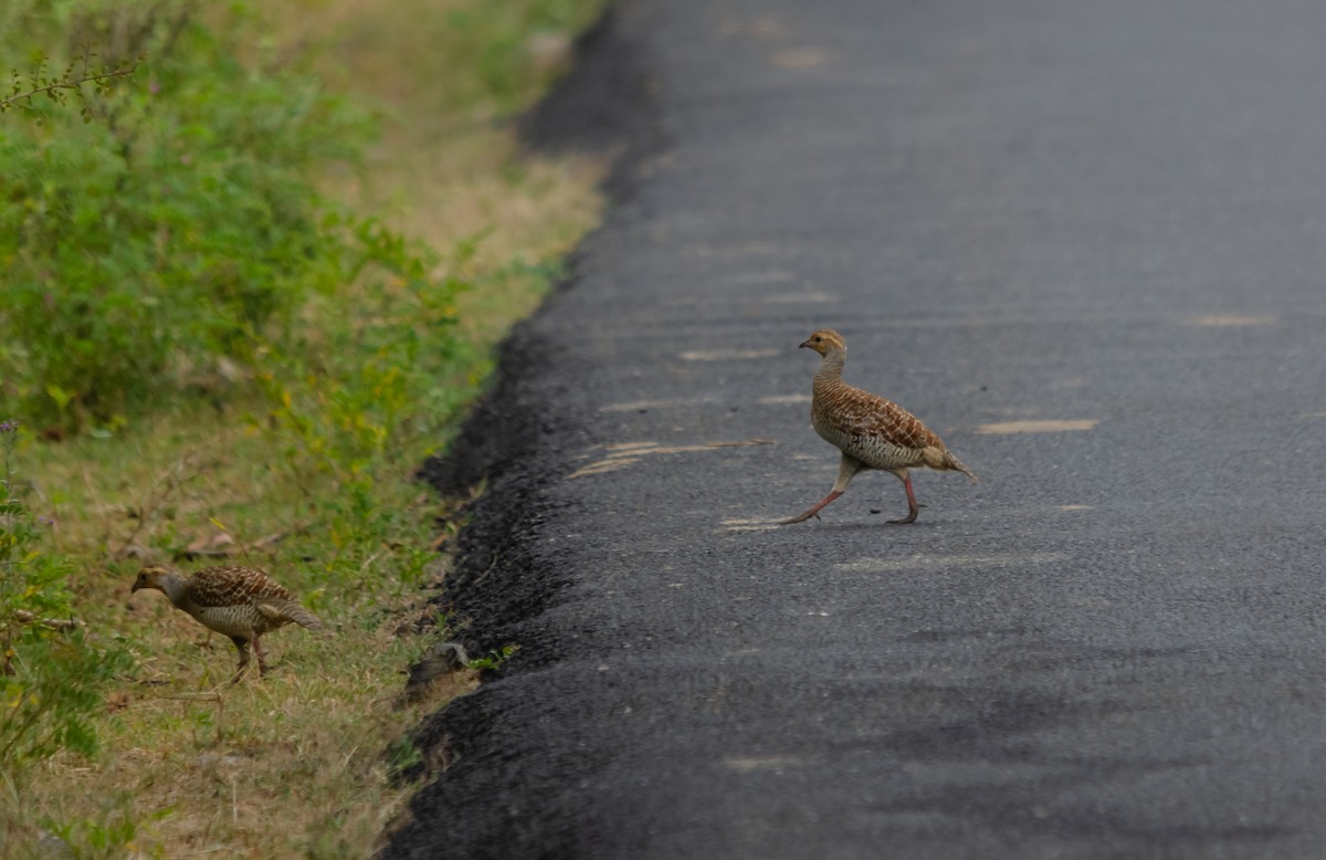 Gray Francolin - ML616627402