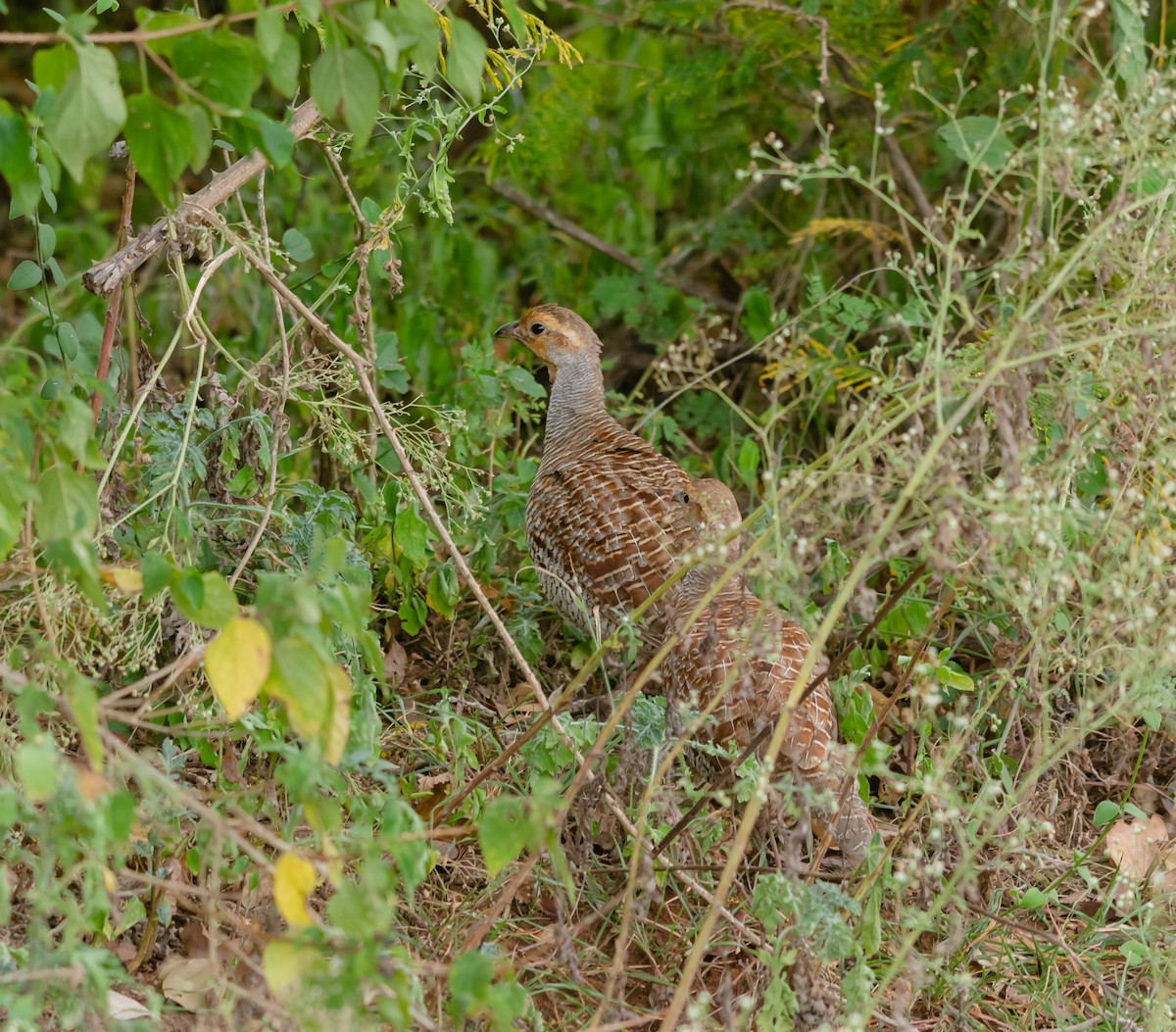 Gray Francolin - ML616627403