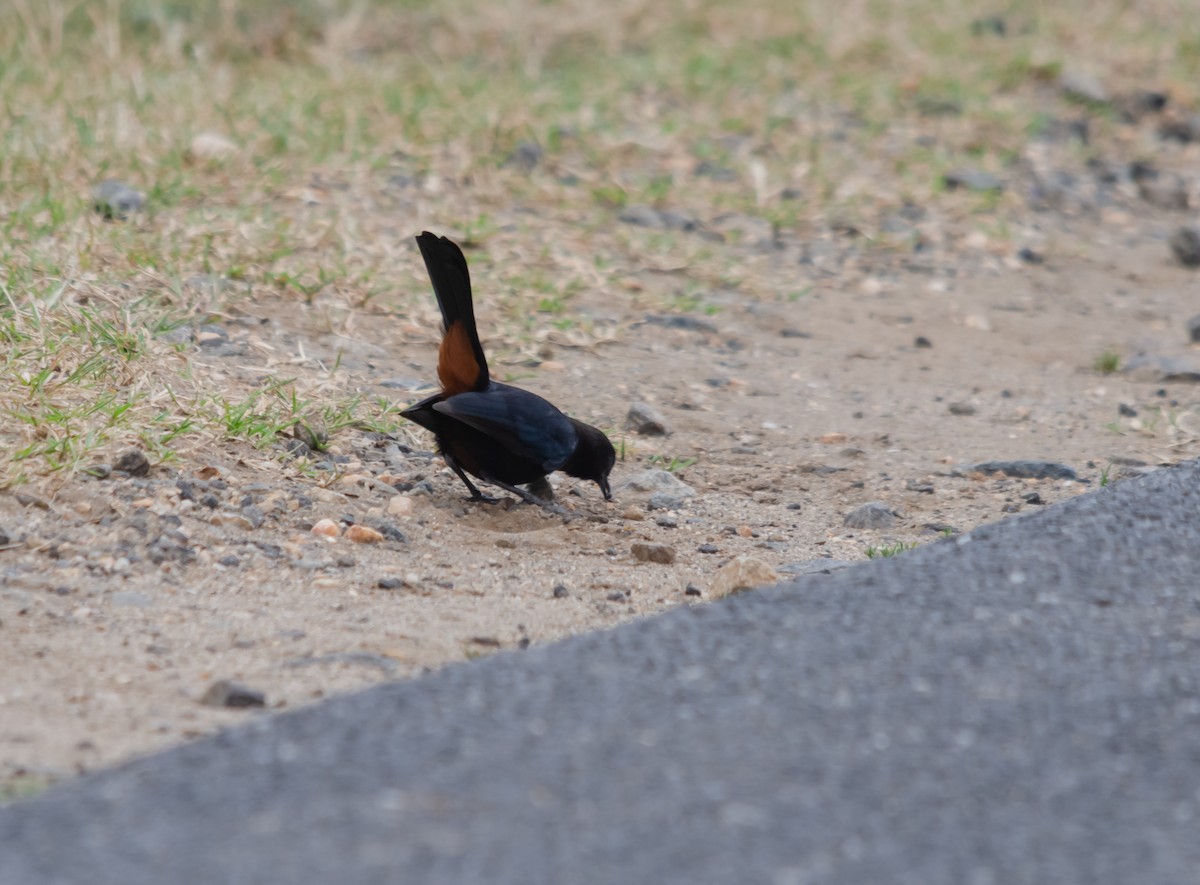 Indian Robin - ML616627410