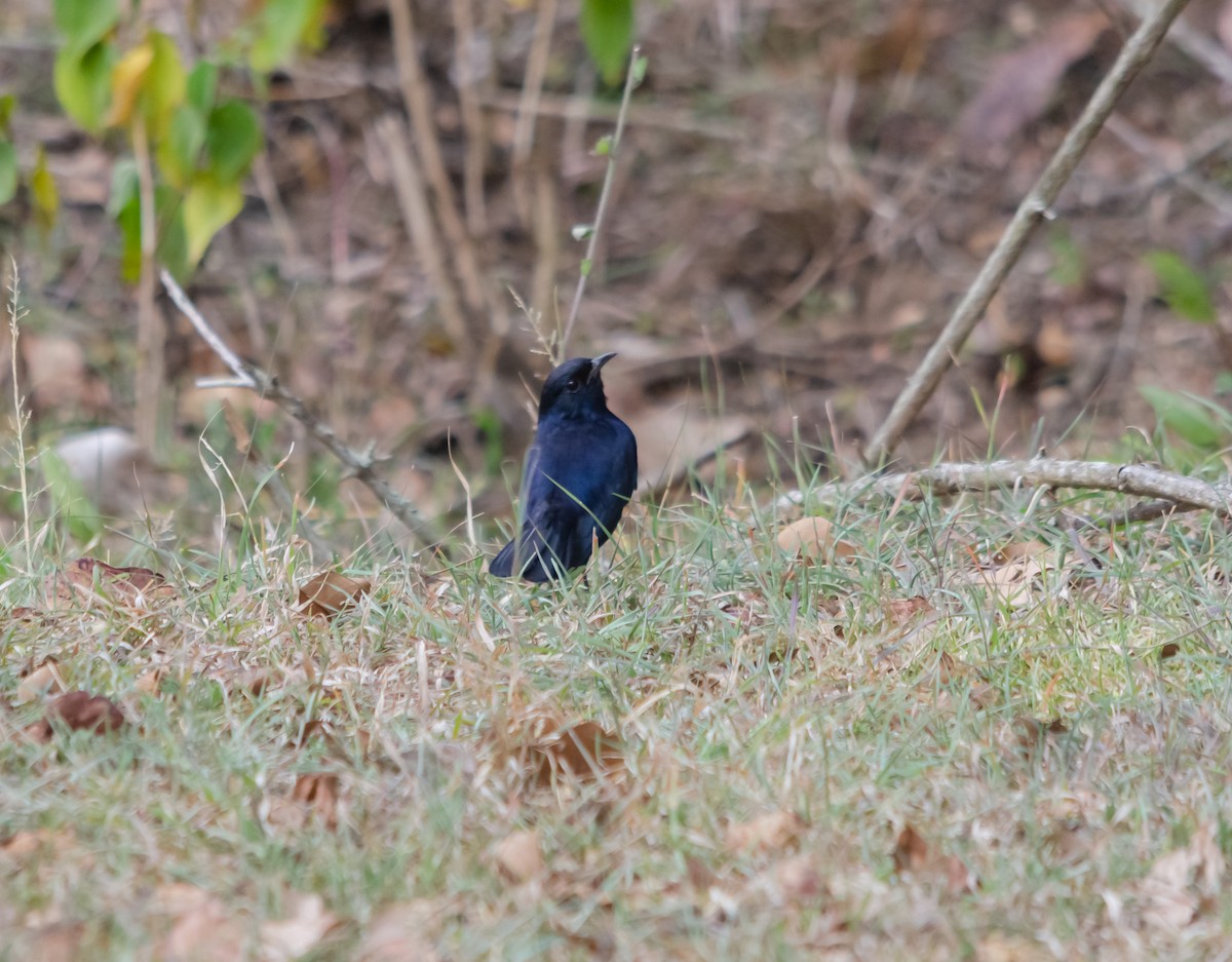 Indian Robin - ML616627411