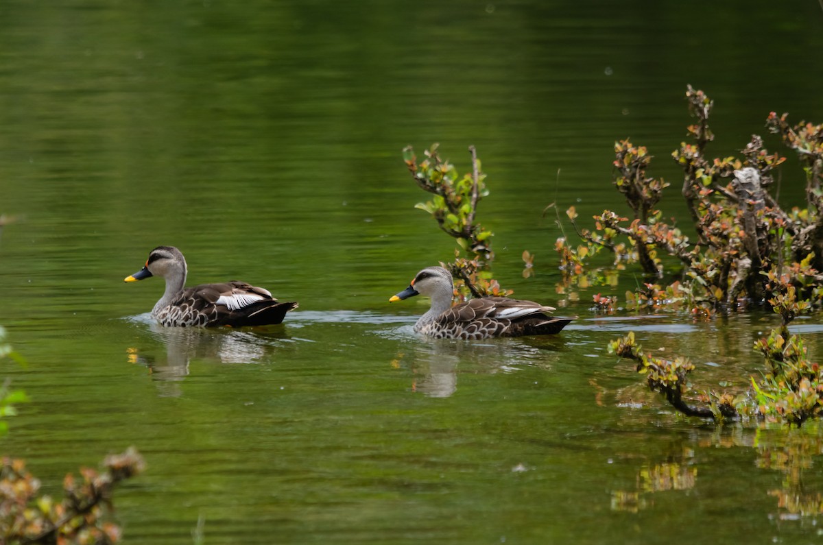 Indian Spot-billed Duck - ML616627422