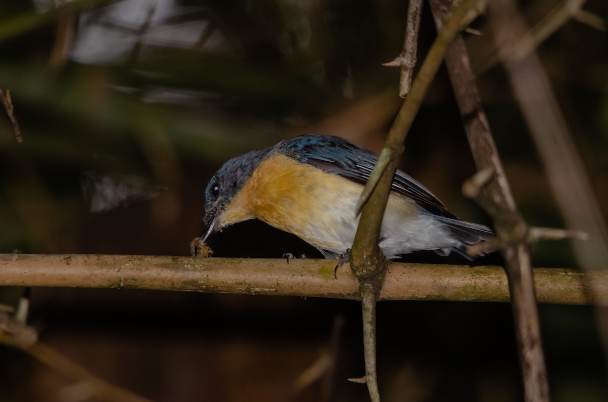 Tickell's Blue Flycatcher - ML616627427