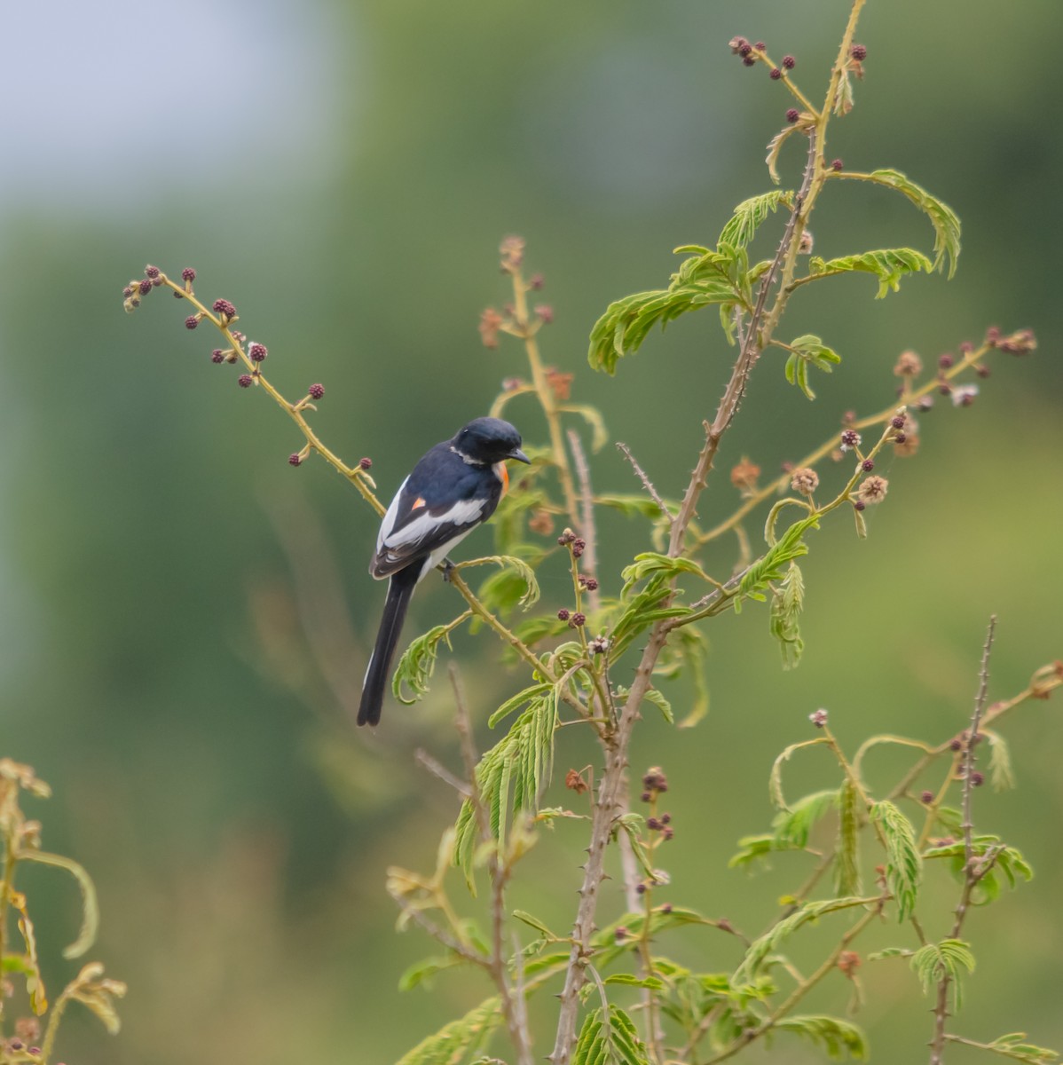 White-bellied Minivet - ML616627431