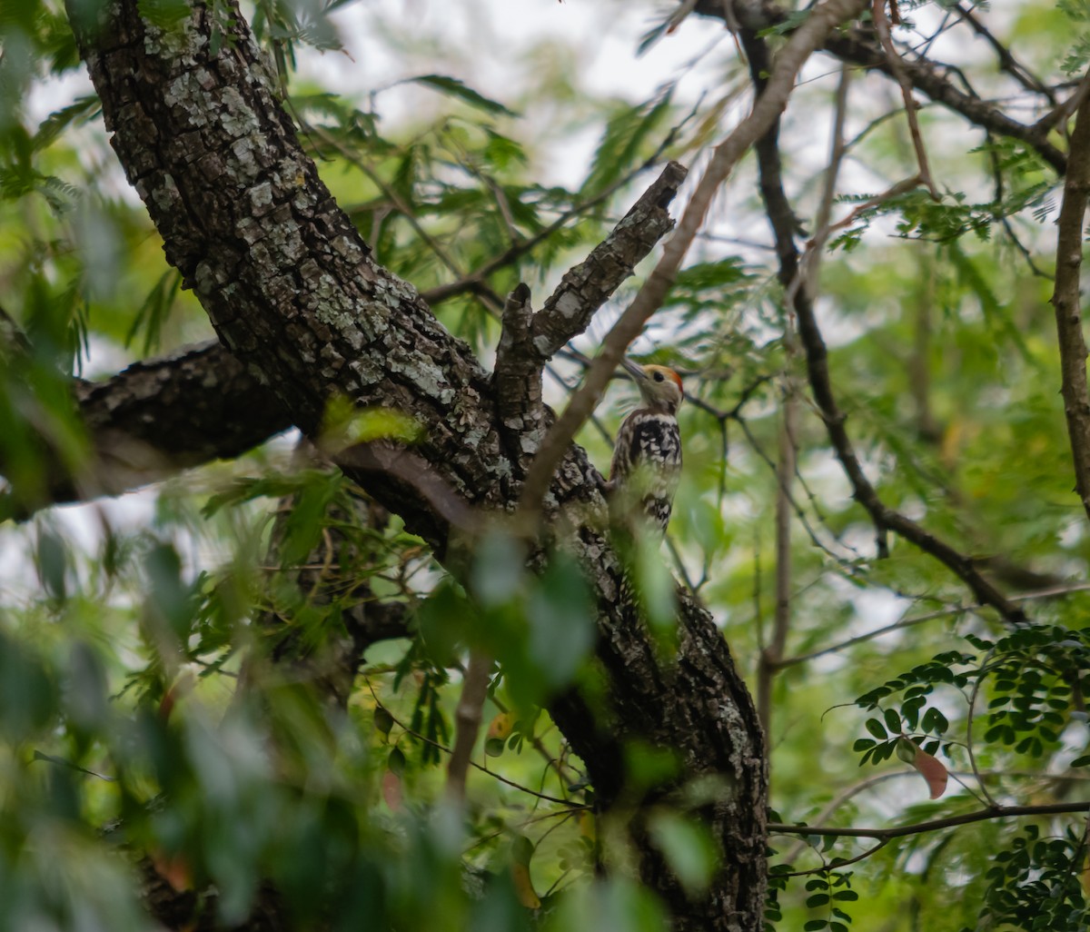 Yellow-crowned Woodpecker - ML616627434
