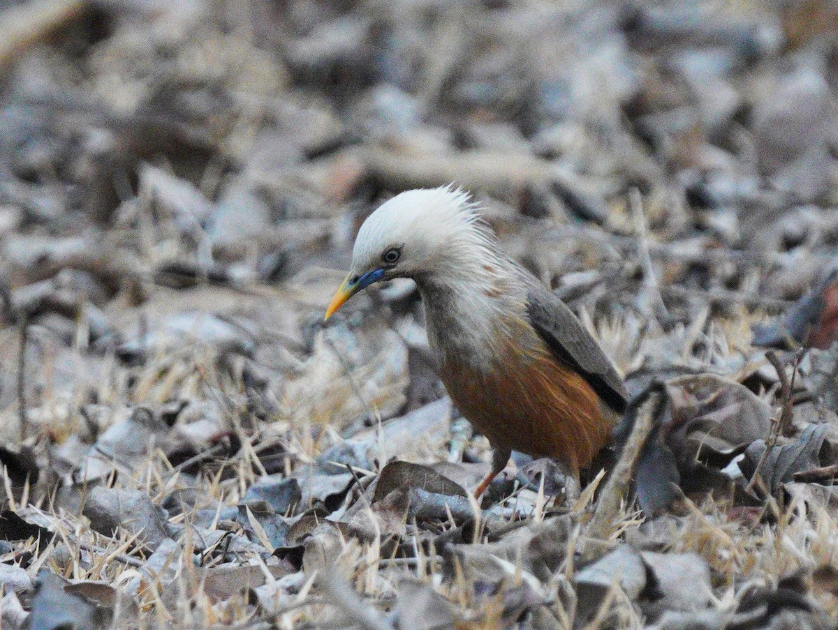 Chestnut-tailed Starling - ML616627449