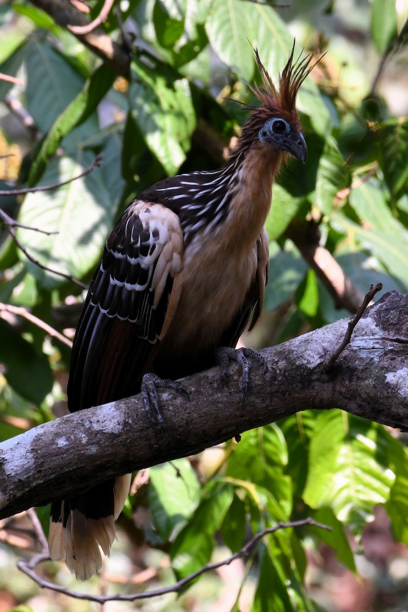 Hoatzin - ML616627457