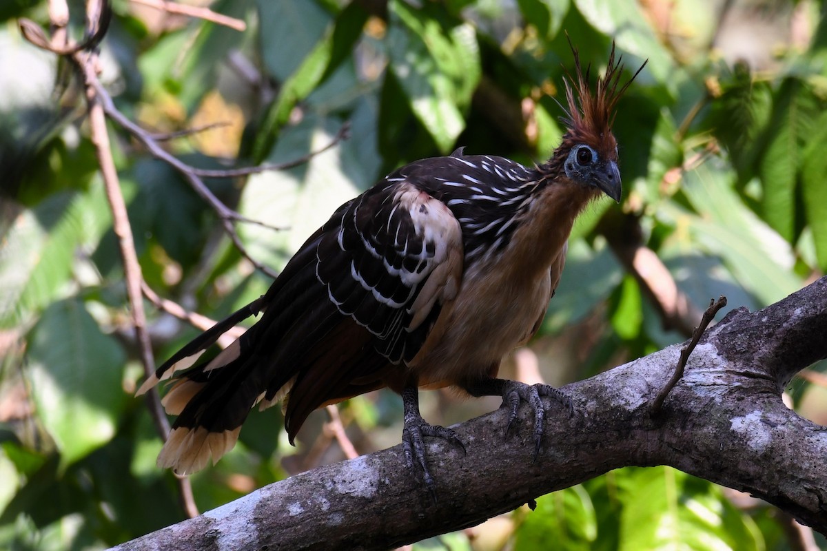 Hoatzin - Christian Engel