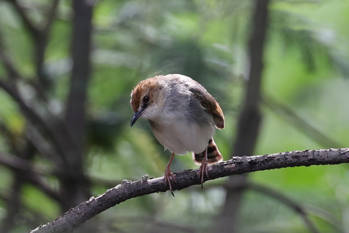 Singing Cisticola - ML616627504