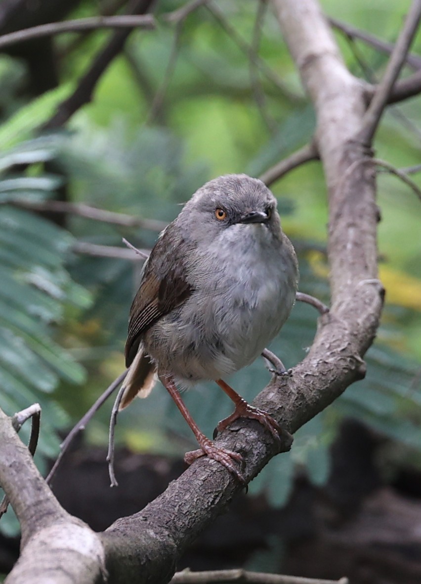 Prinia de Roberts - ML616627521