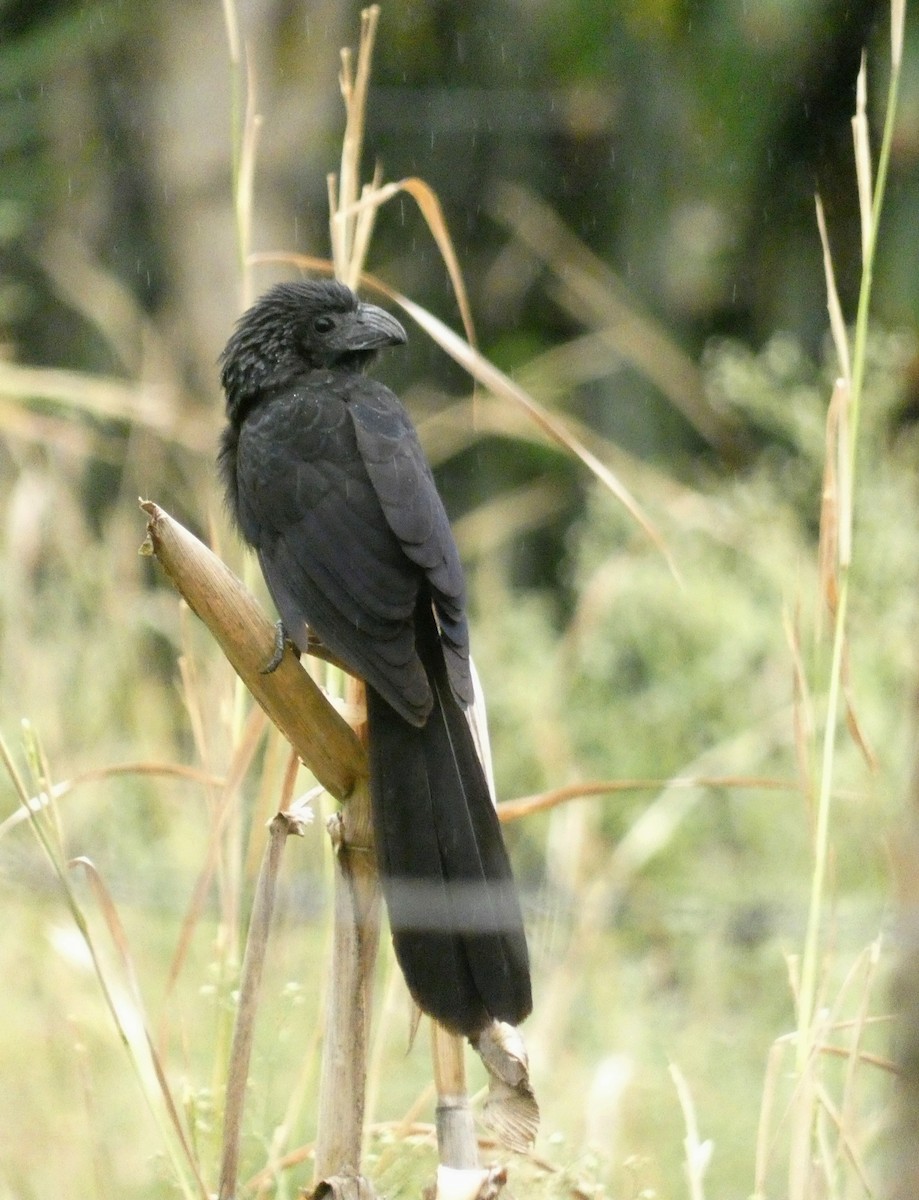 Groove-billed Ani - ML616627536