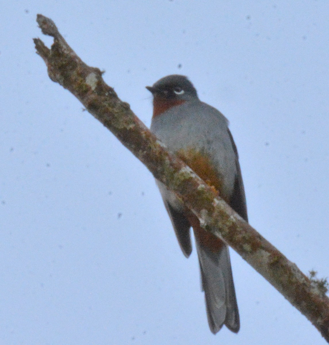 アカノドヒトリツグミ - ML616627570