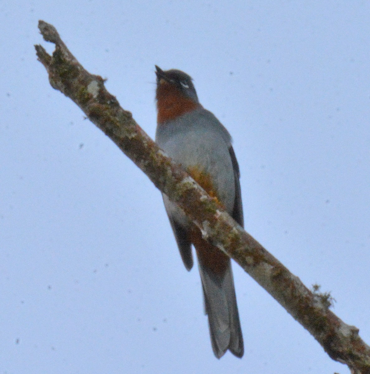 Rufous-throated Solitaire - ML616627571