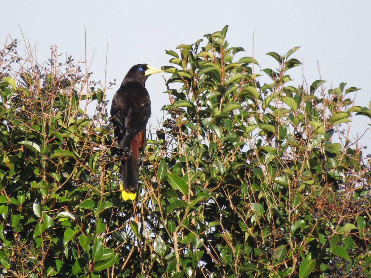 Crested Oropendola - Jorge Chamorro