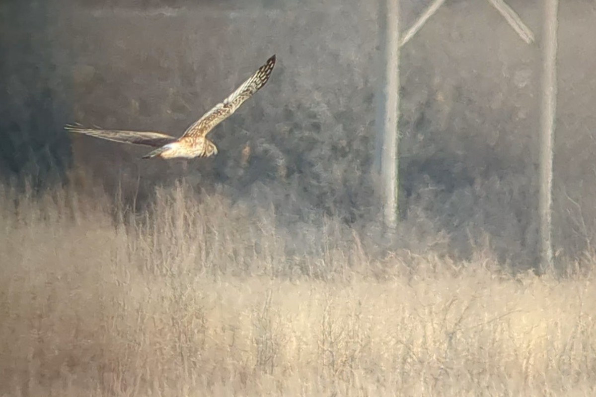 Northern Harrier - ML616627602