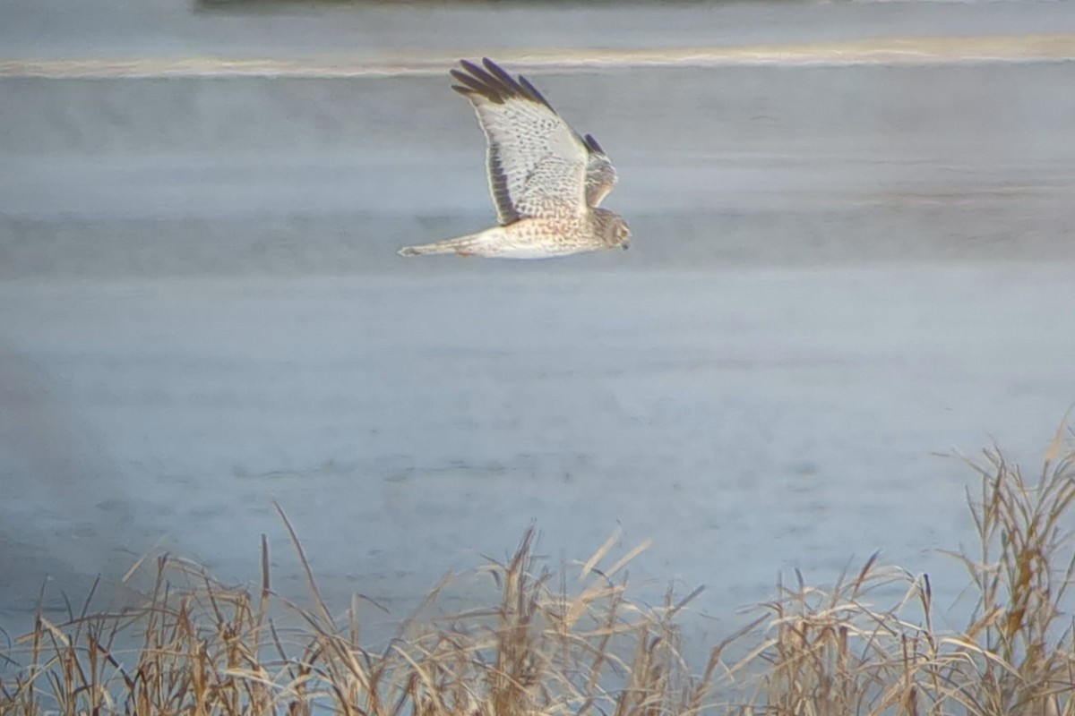 Northern Harrier - Jason Hedlund