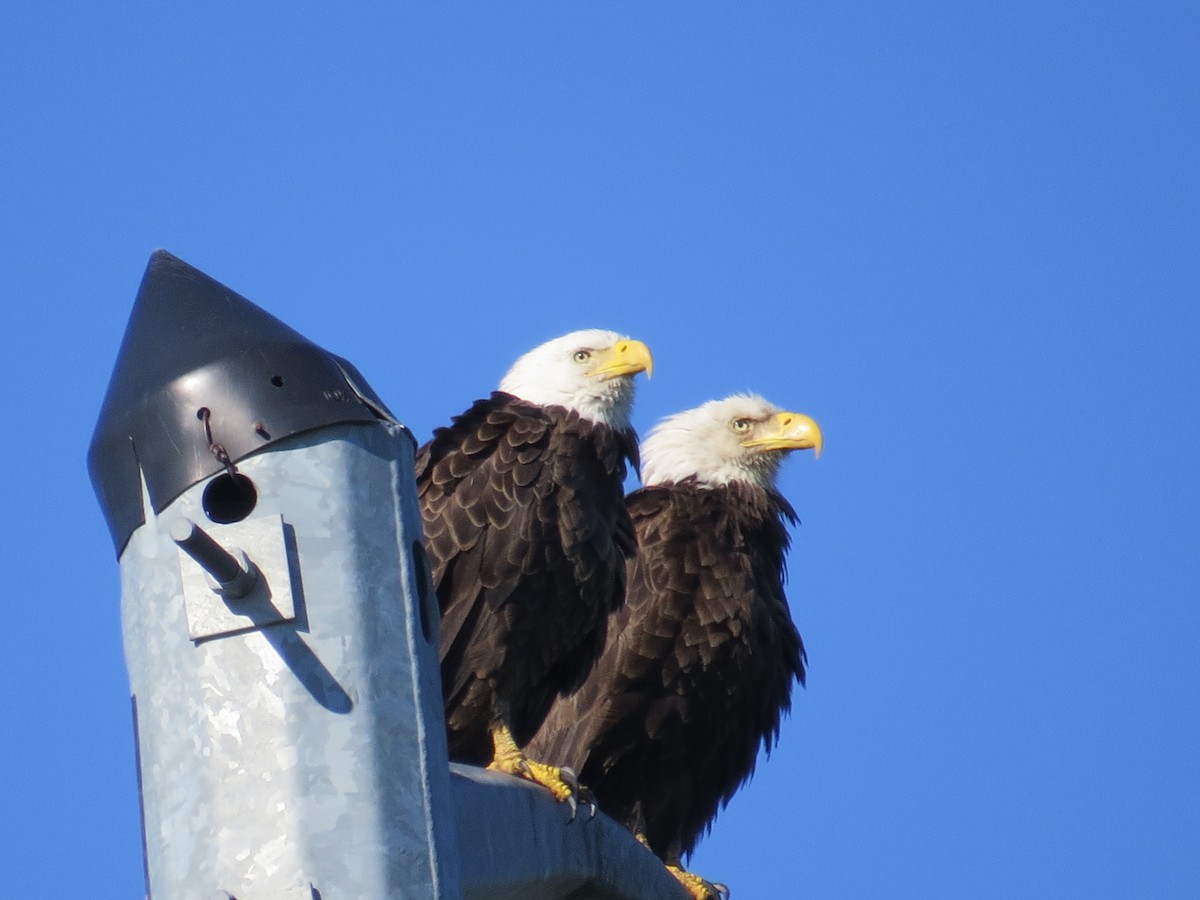 Bald Eagle - ML616627606