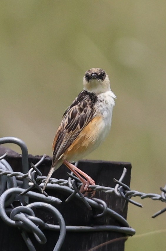 Pale-crowned Cisticola - Alan Bedford-Shaw