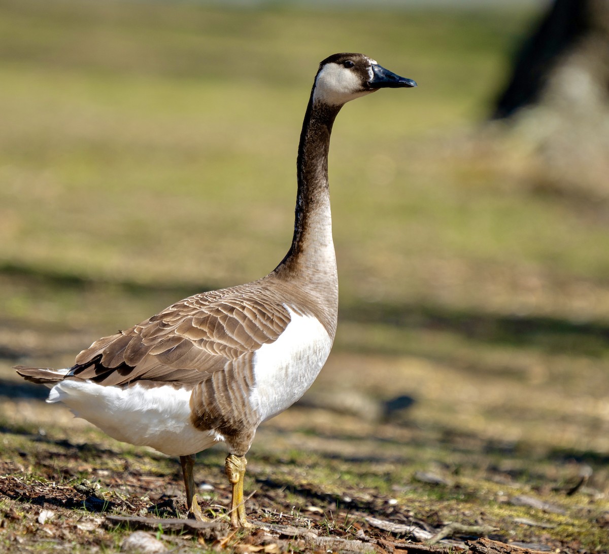 Swan Goose x Canada Goose (hybrid) - ML616627640