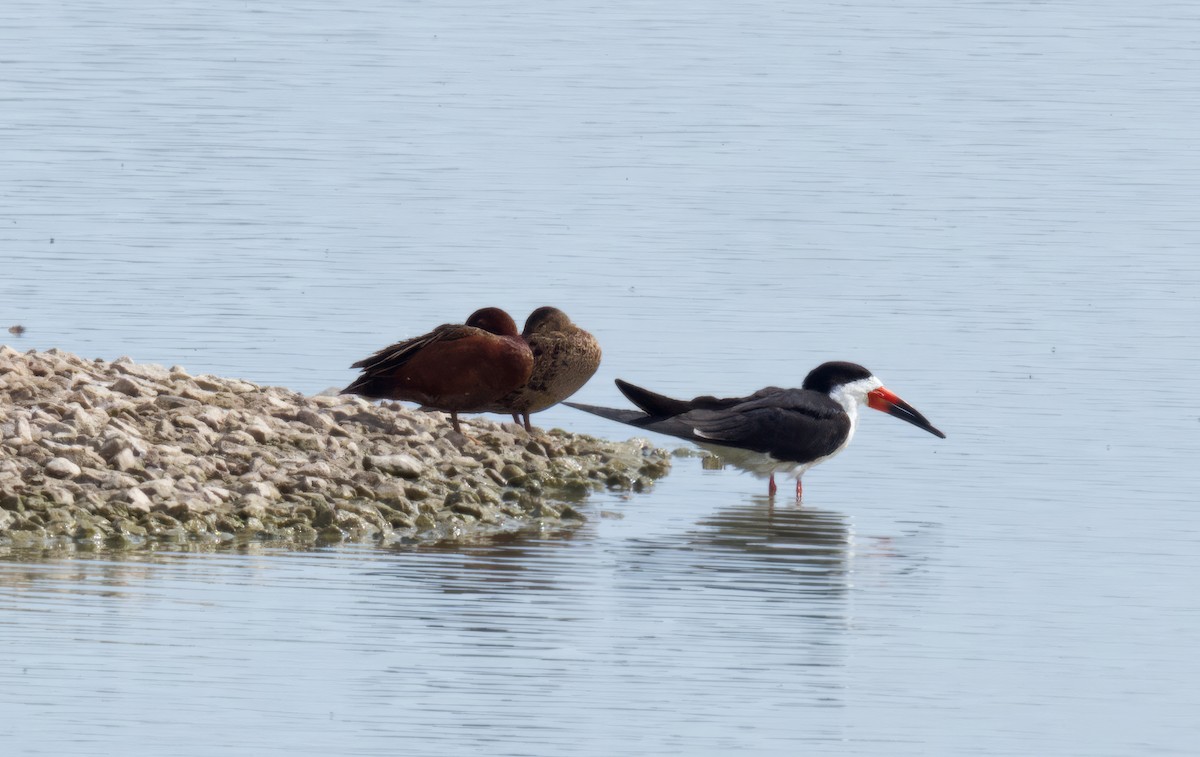 Black Skimmer - ML616627659