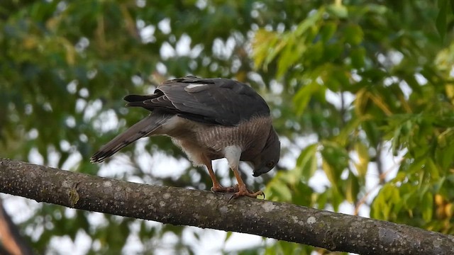 タカサゴダカ - ML616627676