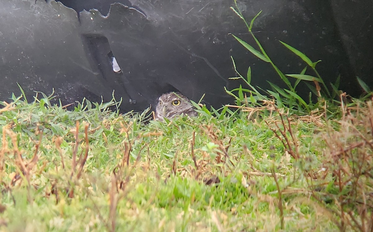 Burrowing Owl - Christian Newton