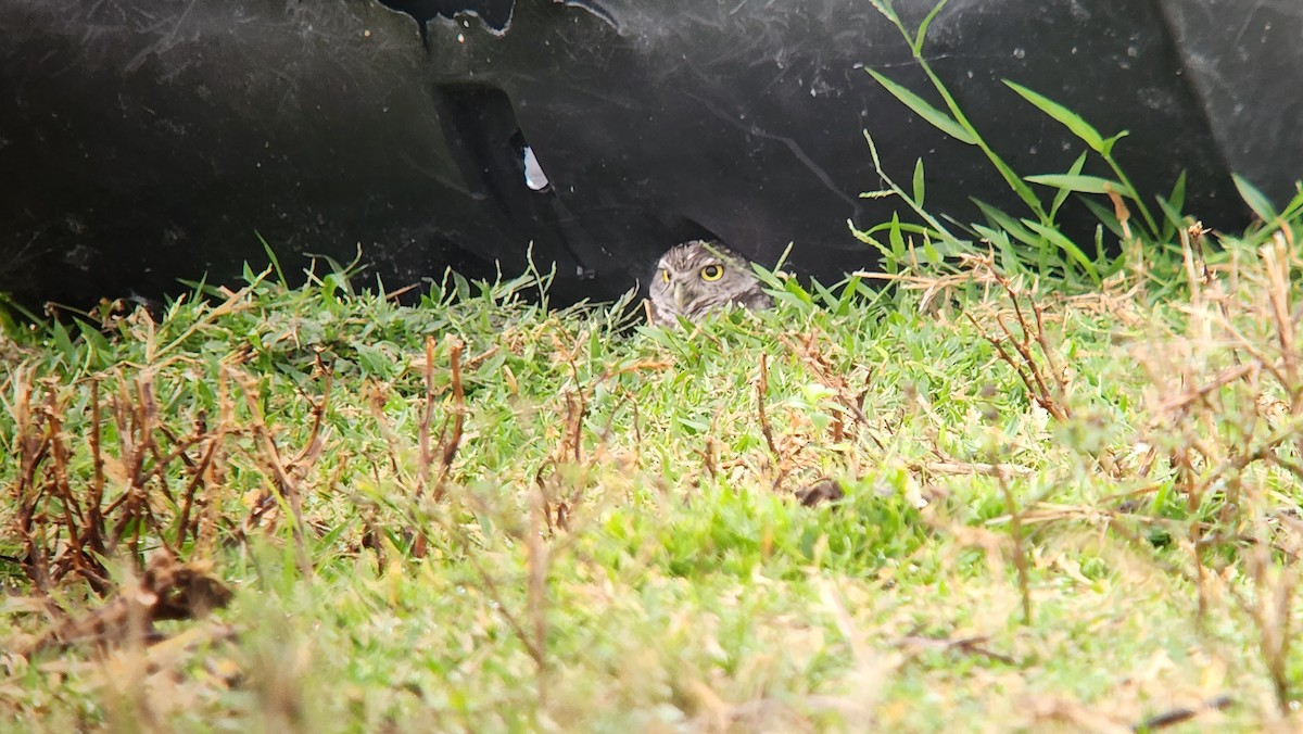 Burrowing Owl - Christian Newton