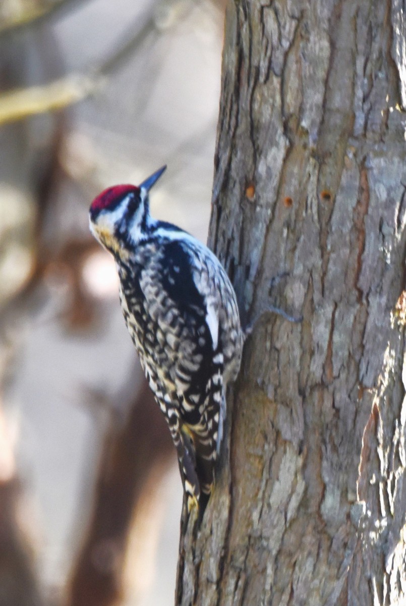 Yellow-bellied Sapsucker - ML616627706