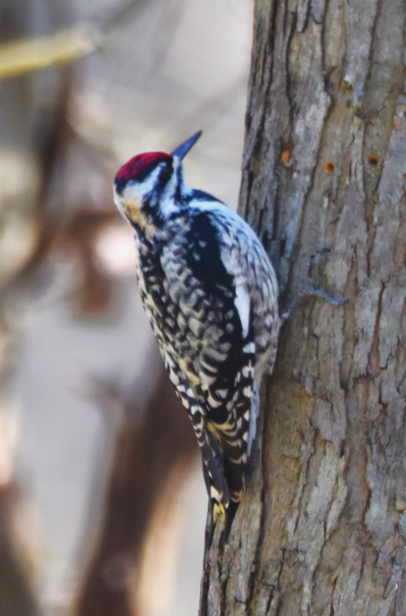 Yellow-bellied Sapsucker - ML616627707