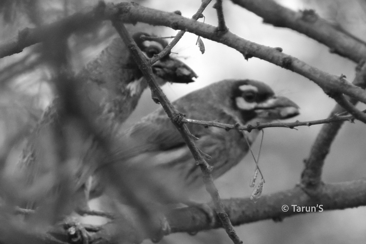 Coppersmith Barbet - ML616627727