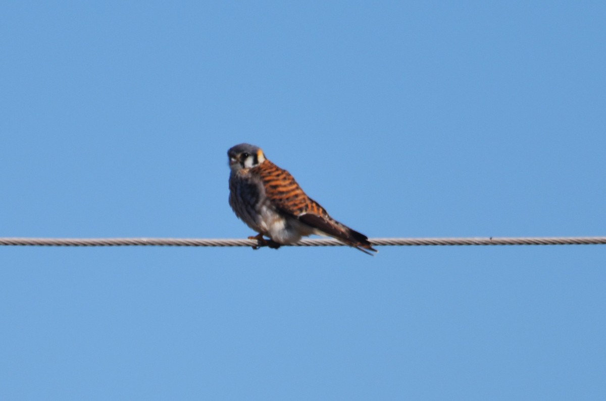 American Kestrel - ML616627736