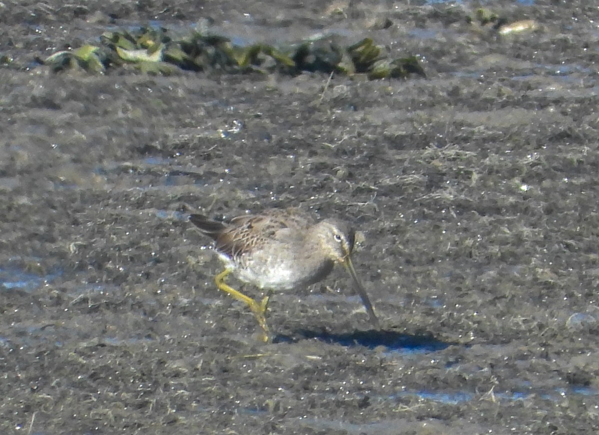 Agujeta Escolopácea - ML616627776