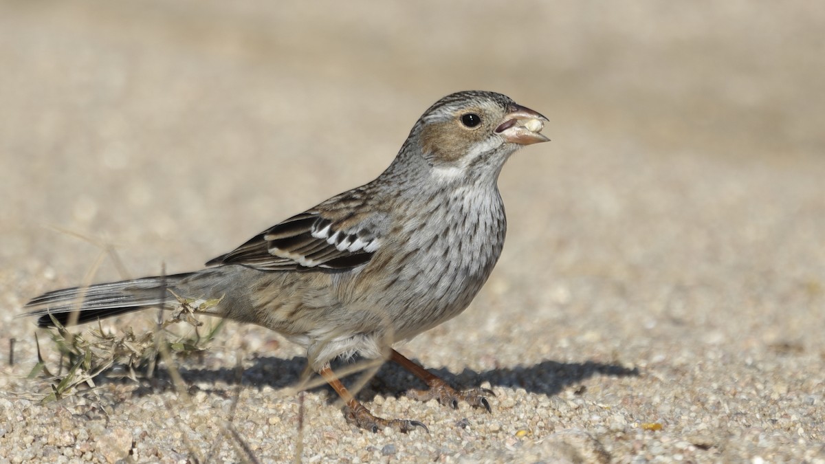 Mourning Sierra Finch - ML616627778