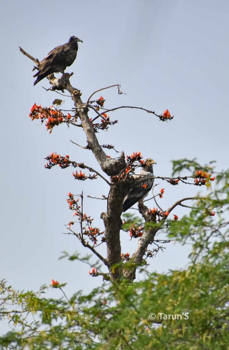 Egyptian Vulture - Tarun Sutaria