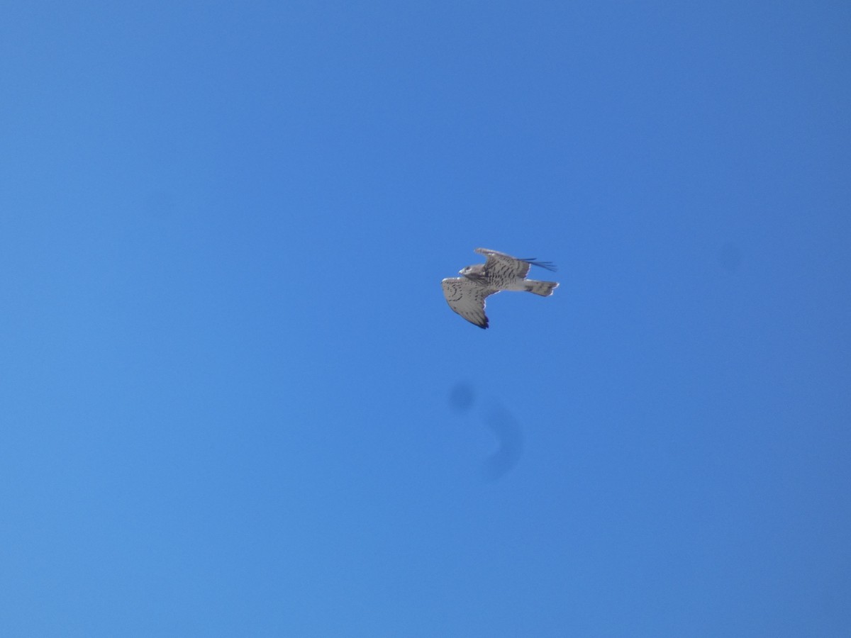 Short-toed Snake-Eagle - Xavier Parra Cuenca