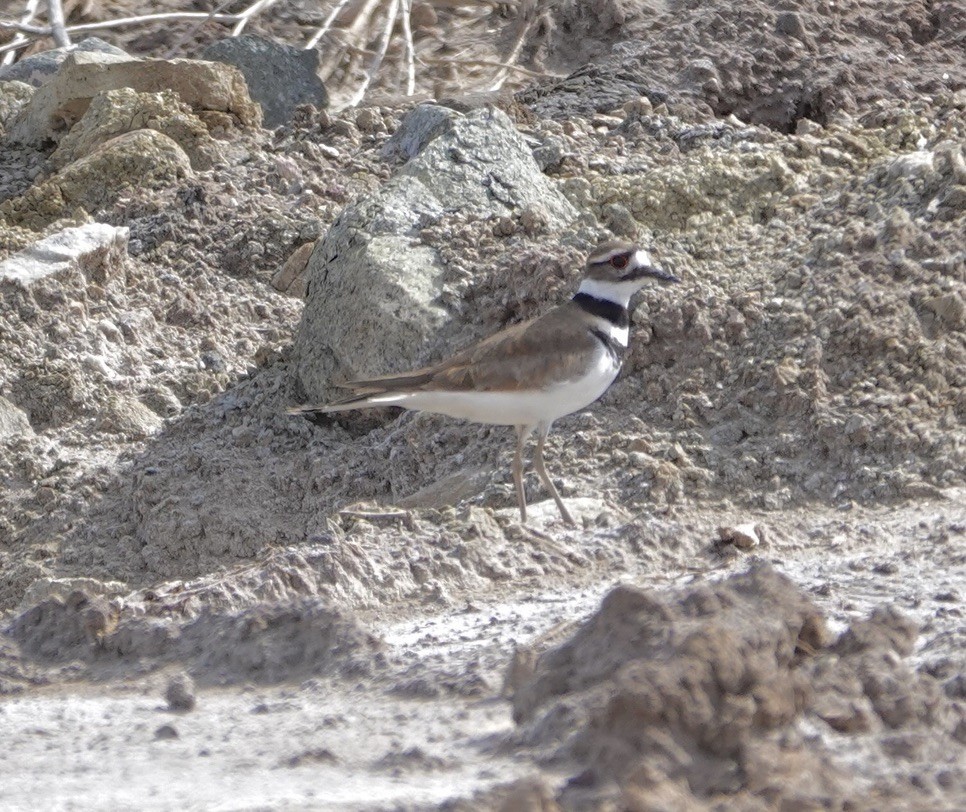 Killdeer - ML616627805