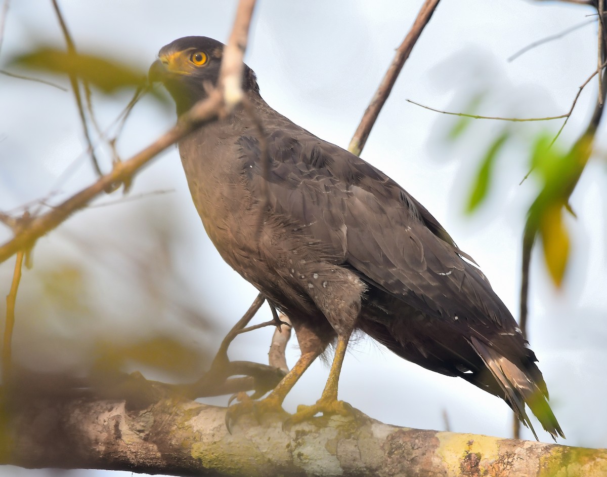 Crested Serpent-Eagle - ML616627813