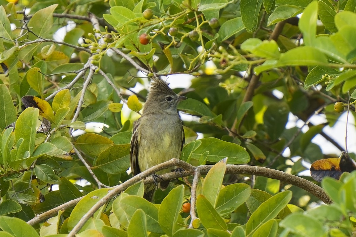 Yellow-bellied Elaenia - ML616627819