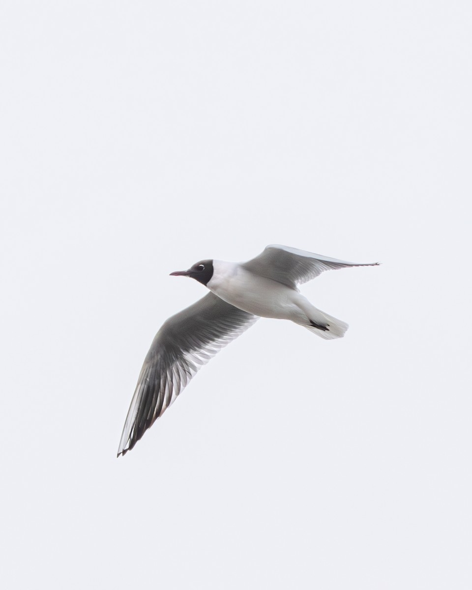 Mouette rieuse - ML616627841