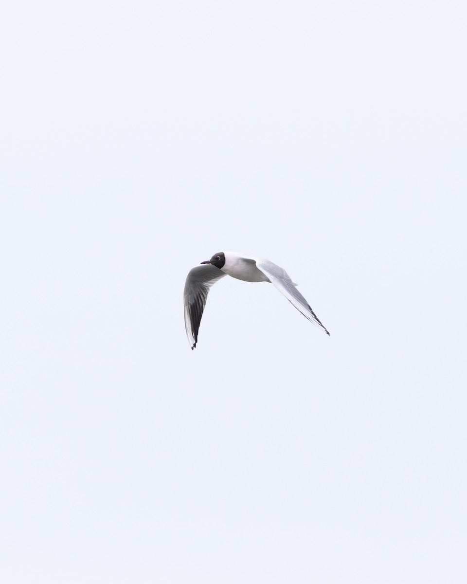 Mouette rieuse - ML616627843
