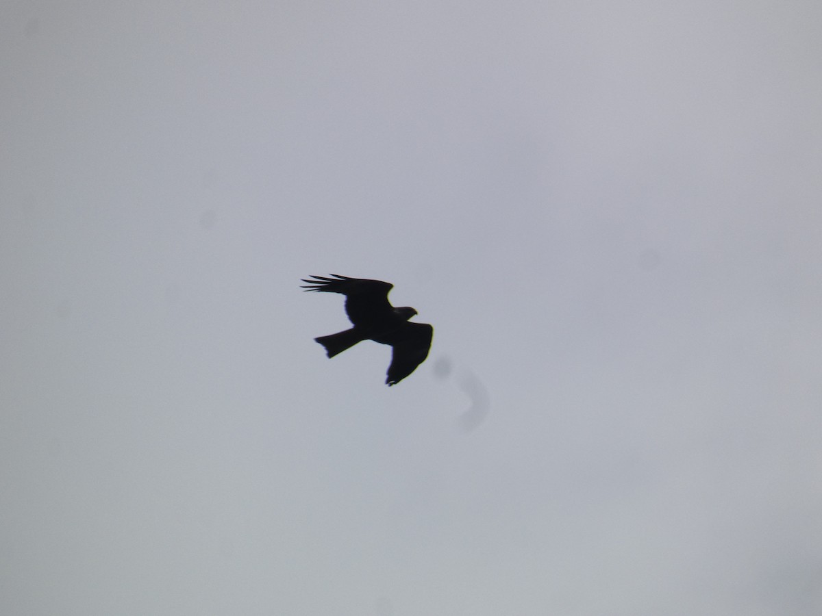 Black Kite - Xavier Parra Cuenca