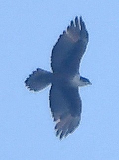 Rufous-bellied Eagle - ML616627857