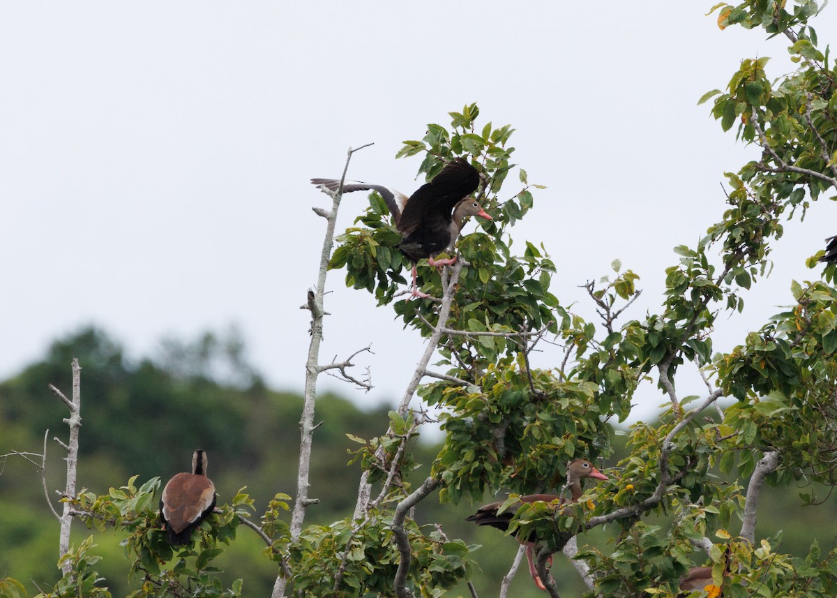 Black-bellied Whistling-Duck - ML616627865