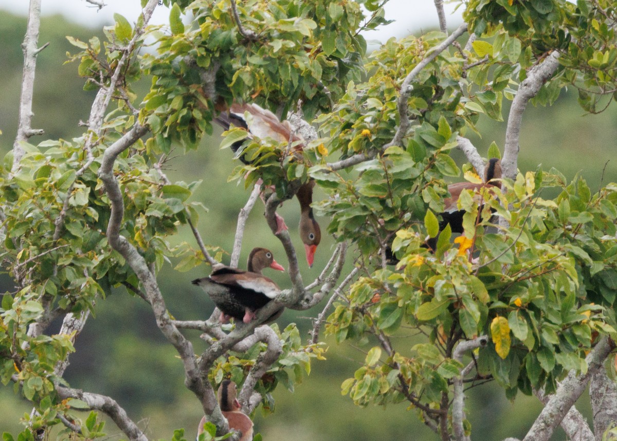 Black-bellied Whistling-Duck - ML616627866