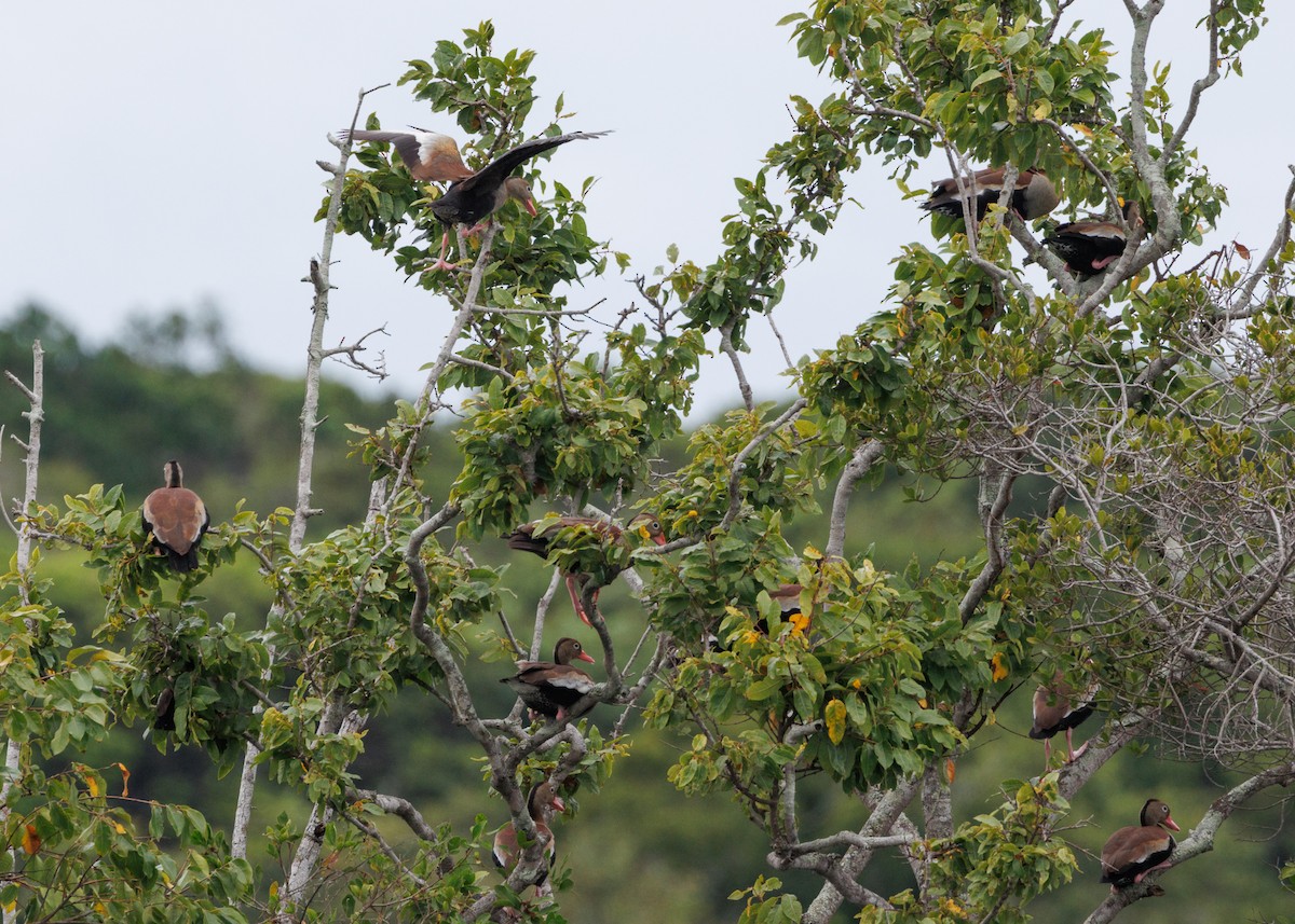 Black-bellied Whistling-Duck - ML616627867