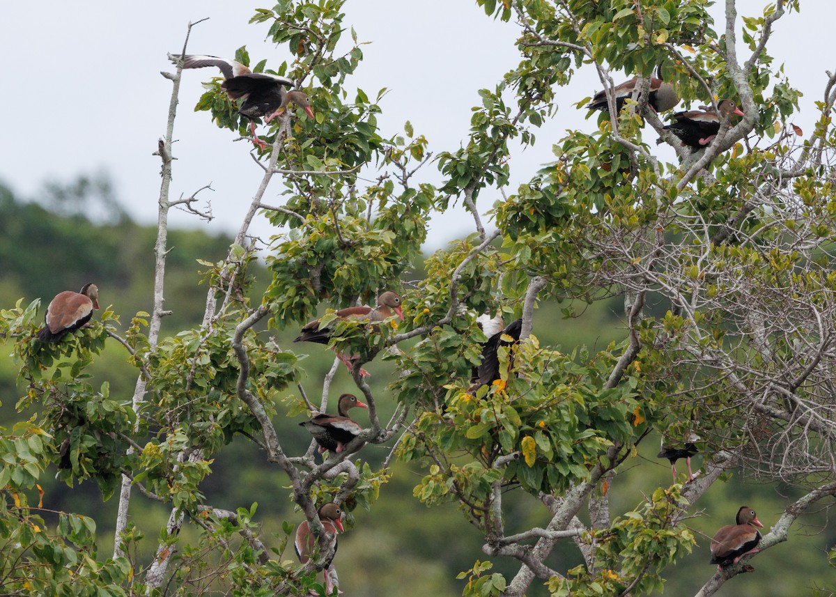 Black-bellied Whistling-Duck - ML616627870