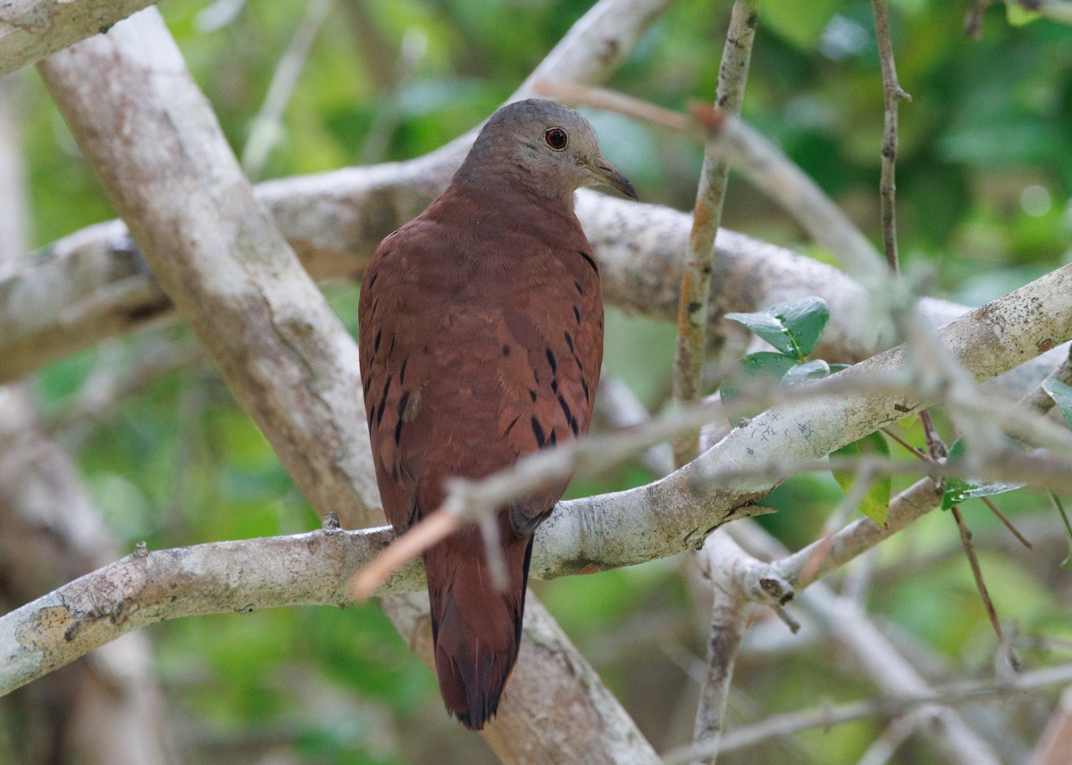 Ruddy Ground Dove - ML616627890