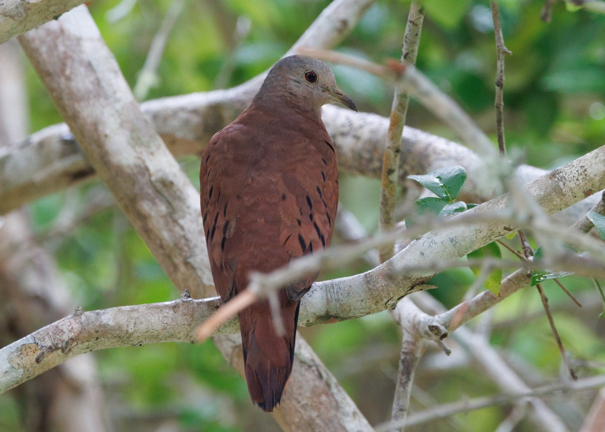 Ruddy Ground Dove - ML616627891